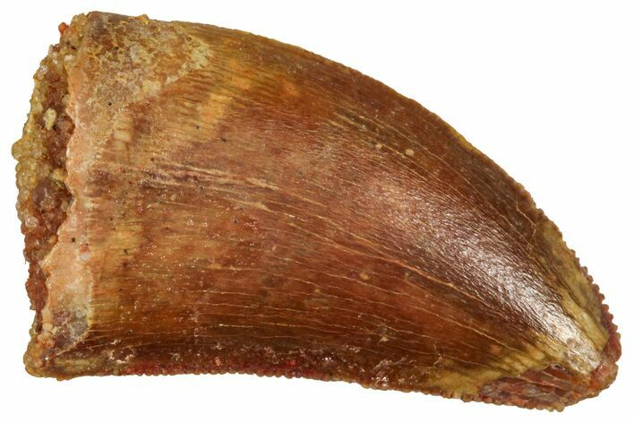 Serrated Raptor Tooth - Real Dinosaur Tooth #371440